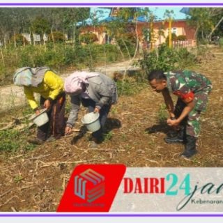 Babinsa Koramil 06/Kerajaan Dampingi Petani Desa Kuta Saga Tanam Jagung Guna Perkuat Ketahanan Pangan