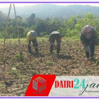 Perkuat Ketahanan Pangan, Babinsa Koramil 06/Kerajaan Dampingi Petani Menanam Jagung