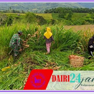 Babinsa Koramil 05/Tanah Pinem Laksanakan Panen Bersama dengan Masyarakat Desa Binaan