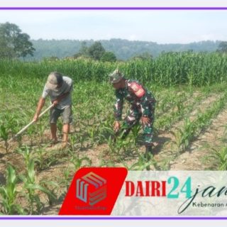 Babinsa Dampingi Petani Dalam Merawat Tanaman Jagung