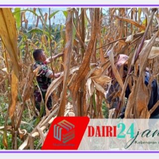 Babinsa Koramil 01/Sumbul Bantu Petani Panen Jagung