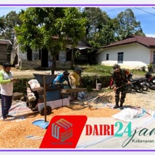 Dukung Ketahanan Pangan, Babinsa Serda P. Zebua Bantu Warga Majanggut I Jemur Jagung