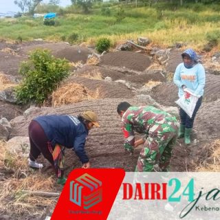Babinsa Koramil 01/Sumbul Membantu Petani Dalam Menanam Bawang Merah