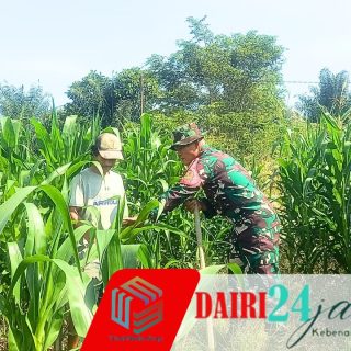 Babinsa Dampingi Petani Perawatan Lahan Jagung