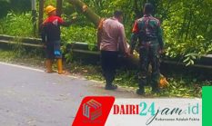 Sinergitas Babinsa Beserta Anggota Polri dan PLN Atasi Pohon Tumbang Menutupi Badan Jalan
