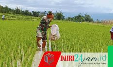 Dukung Ketahanan Pangan, Babinsa Turun Ke Sawah Bantu Petani Memupuk Tanaman Padi