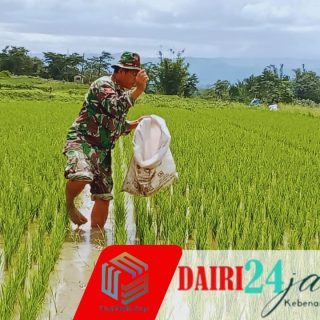 Dukung Ketahanan Pangan, Babinsa Turun Ke Sawah Bantu Petani Memupuk Tanaman Padi