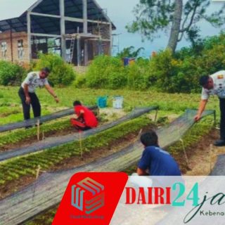 Produktif Tanpa Batas..!! Rutan Sidikalang Optimalkan Lahan SAE Lewat Budidaya Kangkung