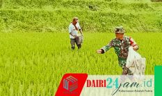 Babinsa Bantu Petani Pupuk Tanaman Padi, Dukung Ketahanan Pangan