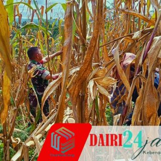 Babinsa Koramil 01/Sumbul Bantu Petani Panen Jagung