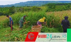Babinsa Koramil 05/TP Turun ke Ladang: Silaturahmi Lewat “Penen Jagung” Bareng Warga Suka Dame