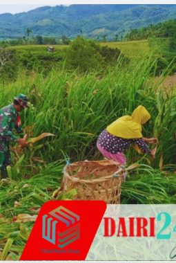 Babinsa Koramil 05/TP Turun ke Ladang: Silaturahmi Lewat “Penen Jagung” Bareng Warga Suka Dame