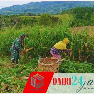 Babinsa Koramil 05/TP Turun ke Ladang: Silaturahmi Lewat “Penen Jagung” Bareng Warga Suka Dame