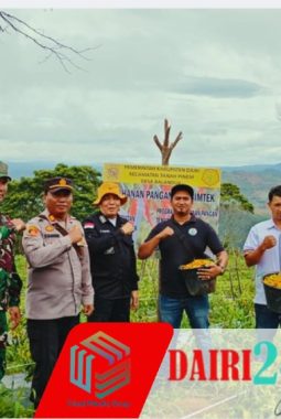 Babinsa Koramil 05/TP Turun ke Ladang, Panen Cabai Caplak Bersama Polsek dan Masyarakat Balan Dua