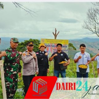 Babinsa Koramil 05/TP Turun ke Ladang, Panen Cabai Caplak Bersama Polsek dan Masyarakat Balan Dua