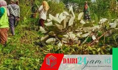 Babinsa Bersama Warga Lakukan Pembersihan Jalan Usaha Tani