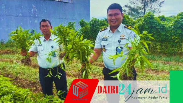 Bekali Warga Binaan Keterampilan Agrobisnis, Rutan Sidikalang Panen Raya Kangkung di Lahan SAE