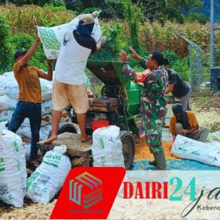 Serda J.Ginting Dampingi Warga Kuta Damen Giling Jagung