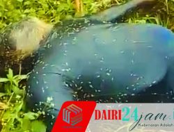 Warga Desa Karing Geger, Sesosok Mayat Laki-laki Ditemukan Membusuk di Perladangan 