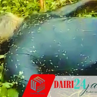 Warga Desa Karing Geger, Sesosok Mayat Laki-laki Ditemukan Membusuk di Perladangan 