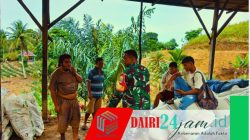 Dukung Ketahanan Pangan, Babinsa Koramil 05/Tanah Pinem Sambangi Usaha Penggilingan Jagung di Desa Kempawa