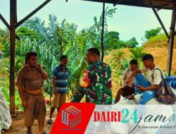 Dukung Ketahanan Pangan, Babinsa Koramil 05/Tanah Pinem Sambangi Usaha Penggilingan Jagung di Desa Kempawa