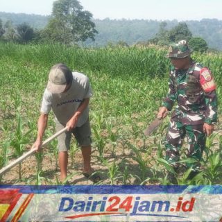 Babinsa Jadi Penggerak Semangat dan Beri Motivasi Ke Petani Jagung