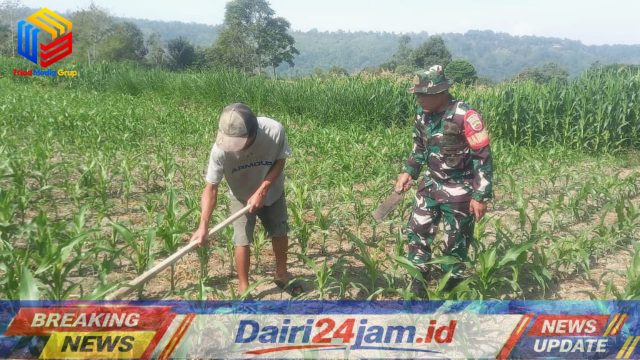 Babinsa Jadi Penggerak Semangat dan Beri Motivasi Ke Petani Jagung